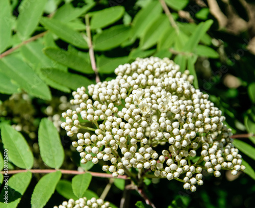 A lush branch of blooming elderberry