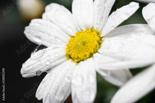 Photography Delicate white petals glisten with morning dew