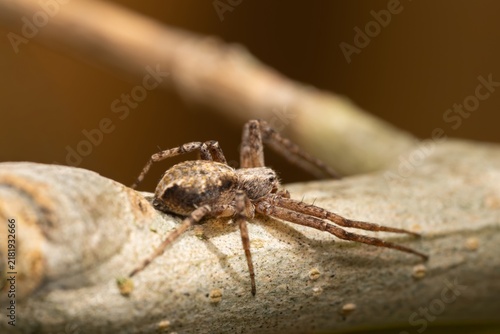 фотографія Brown spider perches on rough tree bark