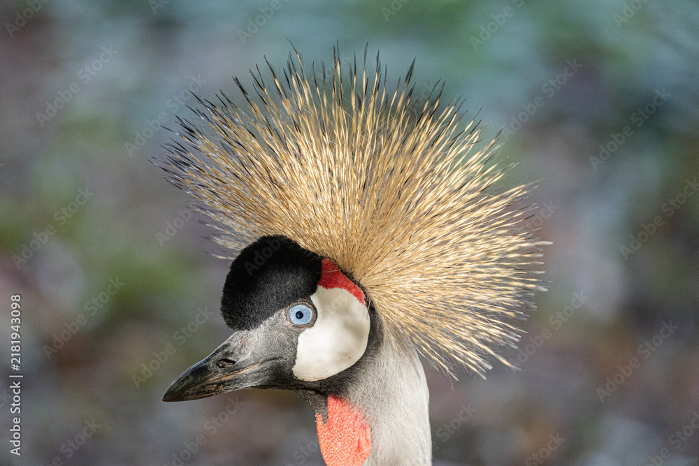 Fototapeta premium Grey Crowned Crane Portrait with Golden Feather Crown