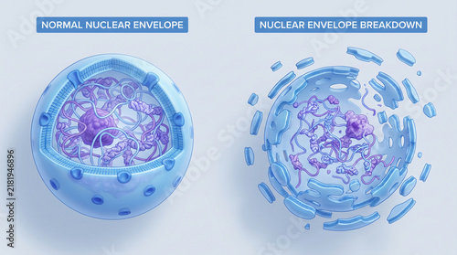 Normal Cell Nucleus and Nuclear Envelope Breakdown Diagram