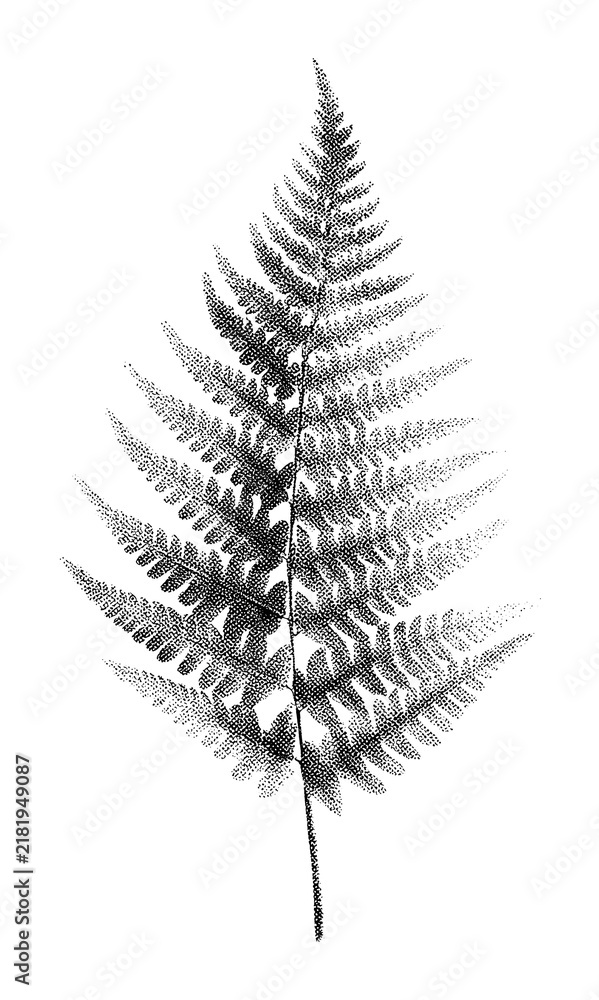 Obraz premium PNG Detailed fern illustration with stippling technique.
