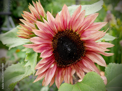 Принти на полотні Close-up of a blooming bicolor sunflower with unique red and pastel pink petals and a dark center
