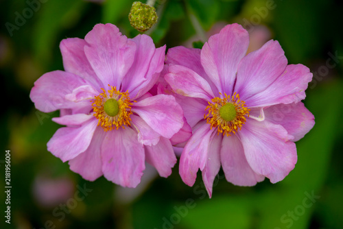 Selective focus of purple pink flowers with green leaves in garden, Anemone hupehensis (commonly known as the Chinese, Japanese anemone) with yellow stamens and white petals, Natural floral background