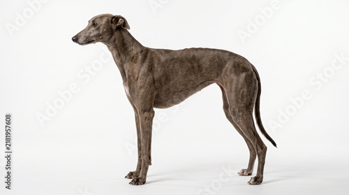 Brindle Greyhound dog standing in profile isolated on a clean white studio background