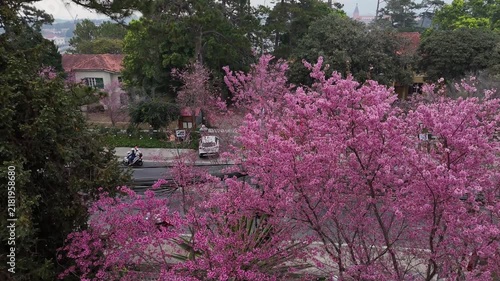 High-angle aerial view of vibrant pink cherry blossom trees blooming along Tran Hung Dao street in foggy Da Lat, Lam Dong, Vietnam  during spring season