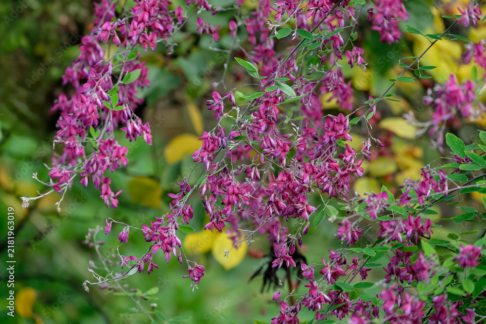 Obraz premium Thunbergs Buschklee (Lespedeza thunbergii)