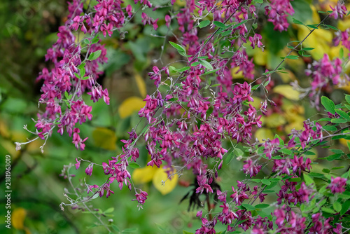 Thunbergs Buschklee (Lespedeza thunbergii)