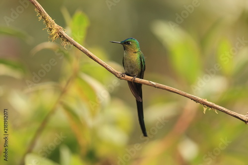 Obraz na plátně The long-tailed sylph (Aglaiocercus kingii mocoa) is a species of hummingbird in the coquettes, tribe Lesbiini of subfamily Lesbiinae