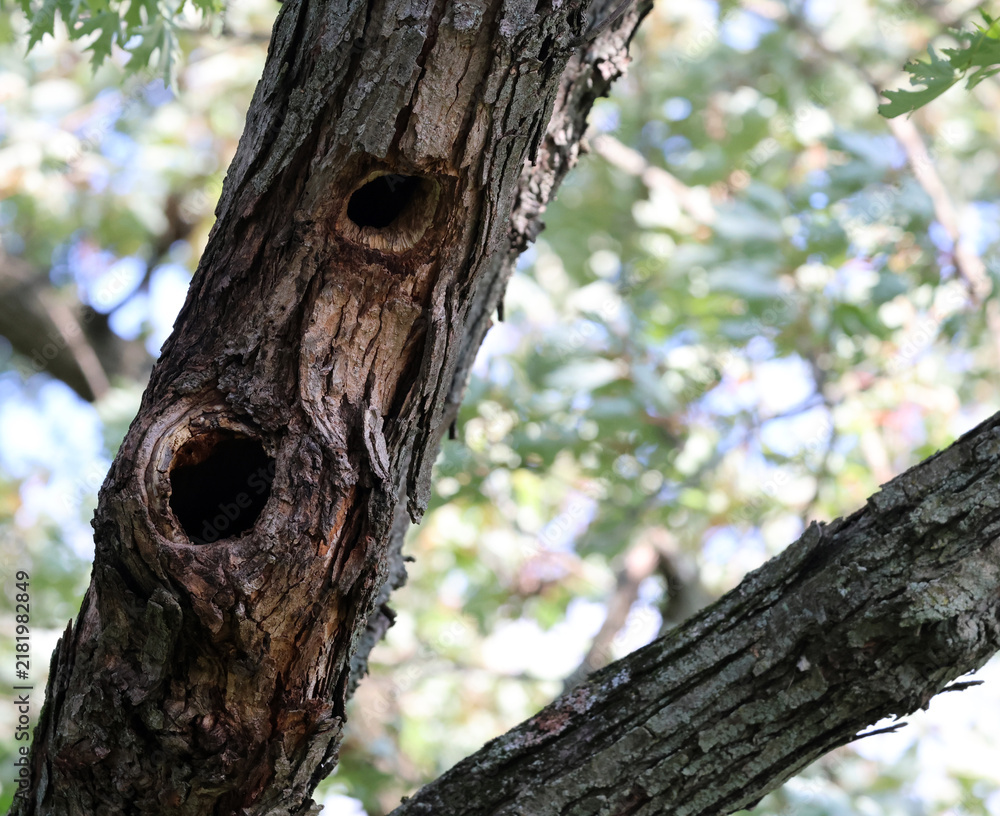 Obraz premium Two Natural Wildlife Cavities in a Mature Woodland Tree