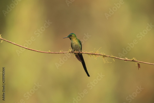 Obraz na płótnie The long-tailed sylph (Aglaiocercus kingii mocoa) is a species of hummingbird in the coquettes, tribe Lesbiini of subfamily Lesbiinae