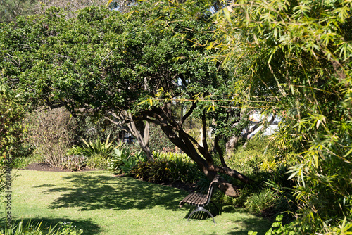 Foto Lonely wooden bench sits under shady trees in lush garden