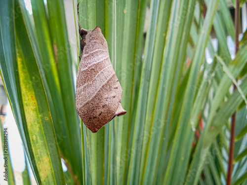 Canvastavla A lappet moth Paralebeda plagifera clinging vertically to green palm leaves in n