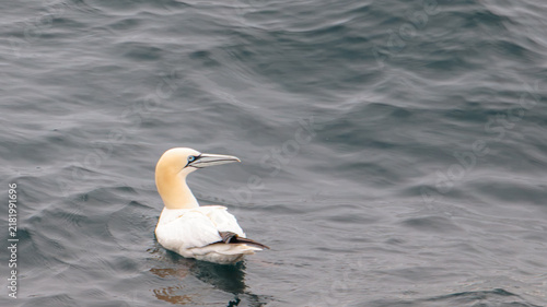 Quadro su tela Juvenile and adult Gannets soaring over the open North Atlantic in dynamic late‑