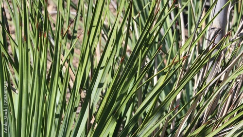 Chaparral Western Alimentum, Hesperoyucca Whipplei, an impressive native synoecious shrub like monocot displaying rosetted rigid lanceolately linear leaves during Autumn in the Santa Monica Mountains.
