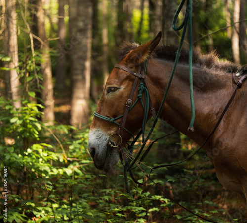 Canvastavla Side profile close-up portrait of a harnessed mule standing in a dense, sunlit forest during a trail ride