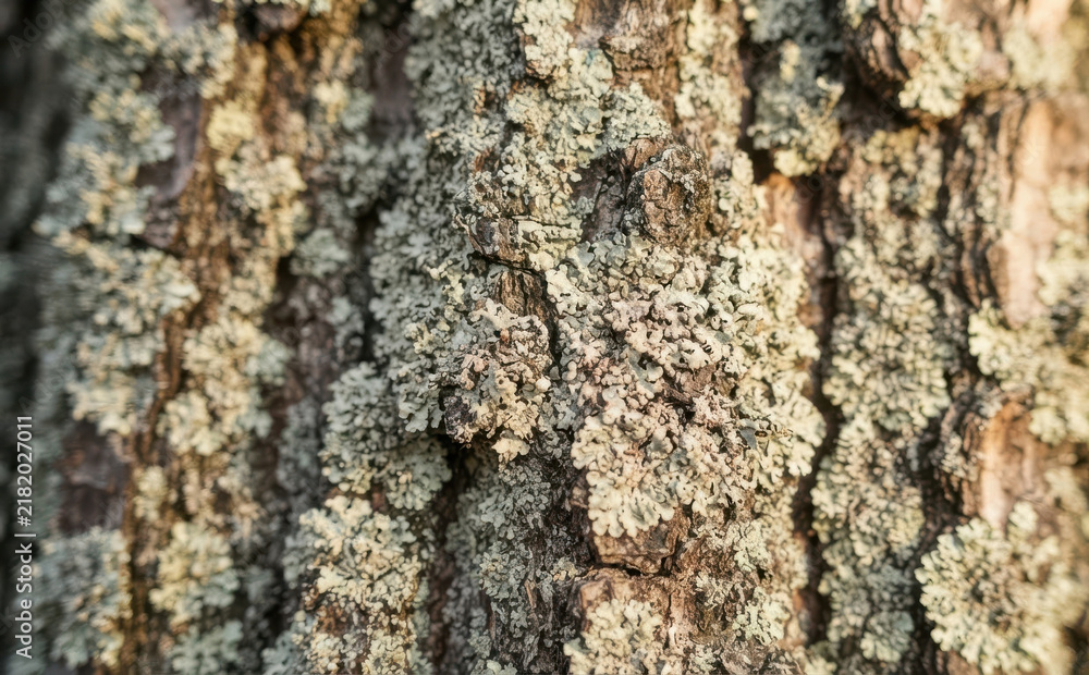 Fototapeta premium Macro closeup of grey crustose lichen growing on rough tree bark texture in forest nature