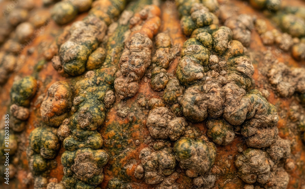Fototapeta premium Close up shot of a heavily warty and bumpy heirloom pumpkin surface, displaying unique textures for autumn seasonal background and fall design concepts
