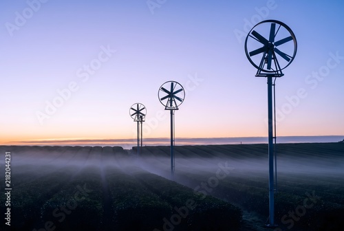 Tall frost protection fans standing on slender poles above the tea rows at first light, three fans receding into the distance in even spacing, pale lavender pre-dawn sky with a thin warm band.