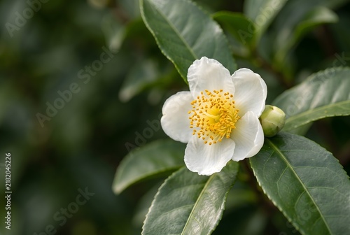 Botanical close-up of a white tea flower blooming on the bush, five delicate rounded petals around a dense cluster of golden-yellow stamens, one unopened bud beside it.