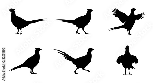 Obraz na plátne Pheasant Silhouettes: Six Vector Poses of Game Birds, Hunting Icons, Wildlife Gr