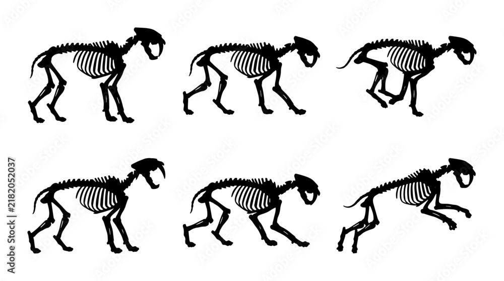 Fototapeta premium Saber-Toothed Cat Skeleton Animation Sequence, Prehistoric Animal Anatomy, Fossil Discovery Vector Art