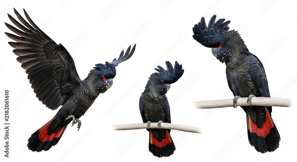 Obraz premium Cockatoo set, three black cockatoos with striking red tail feathers