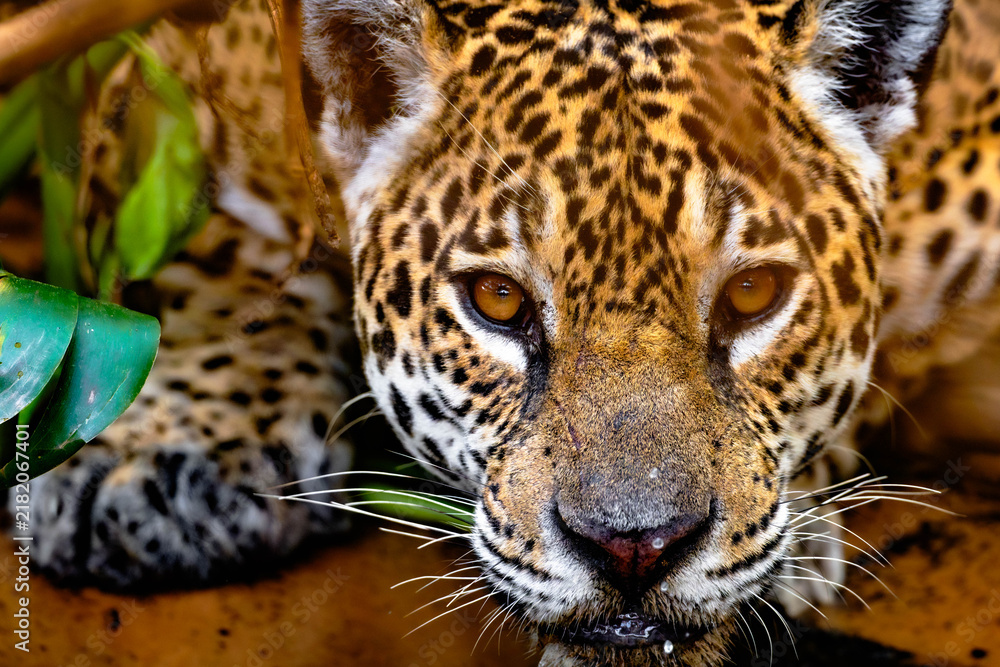 Obraz premium Wild jaguar face with water drops on its chin in the Pantanal