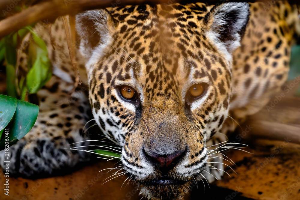 Fototapeta premium Wild jaguar looking at the camera with a wet chin in close-up
