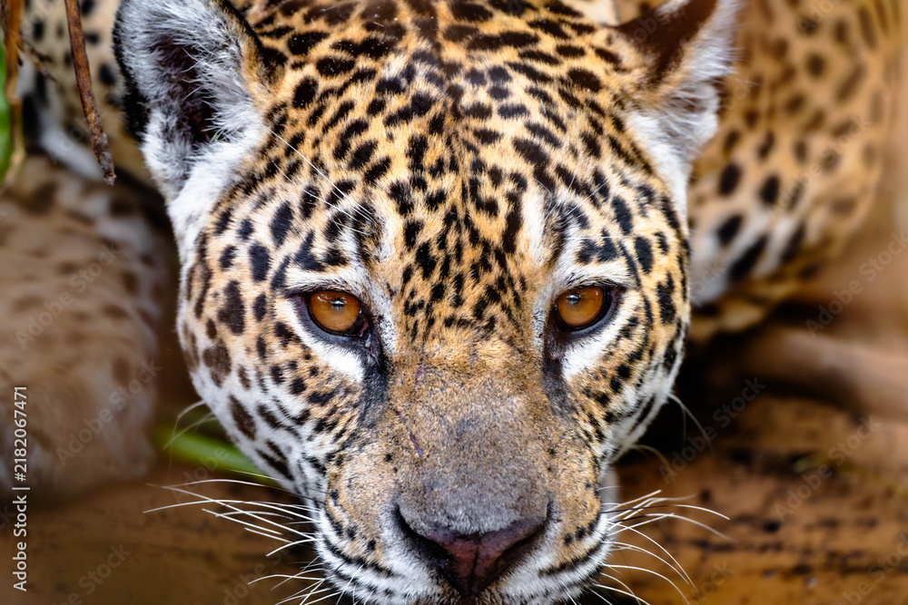 Obraz premium Wild jaguar face close-up with eyes on the camera while drinking