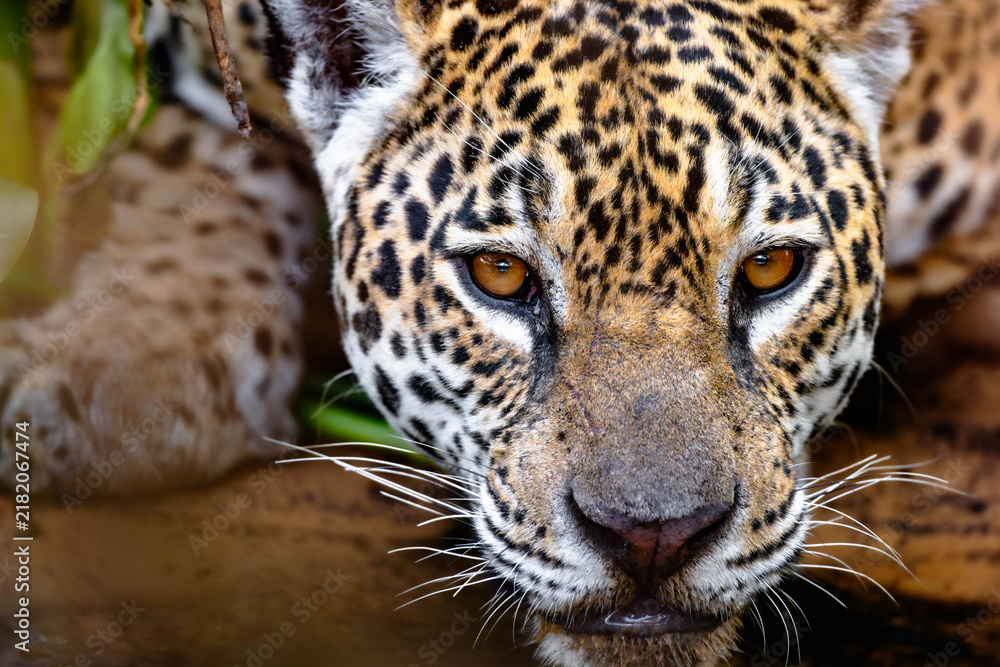 Obraz premium Wild jaguar with water dripping from its chin in close-up portrait