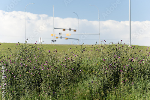 Traffic Signals on embankment with flowers in foreground