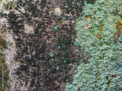 Green lichen and moss texture on weathered stone surface. 