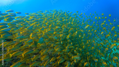 Underwater photo of school of fish at a coral reef. Yellow Snapper Fish. From a scuba dive off the coast of the island Koh Lanta in the south Andaman Sea in Thailand.