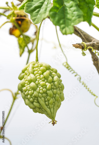 Konstfotografi Ripe yellow bitter melon hanging on vine with leaves