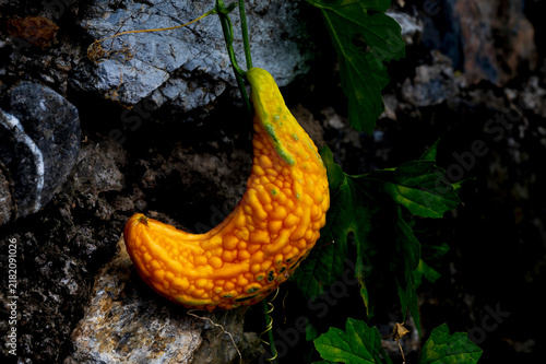 Konstfotografi Ripe yellow bitter melon hanging on vine with leaves