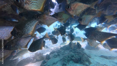 Colourful Tropical Fish Swimming Over Reef, Ningaloo Reef Australia, 4K