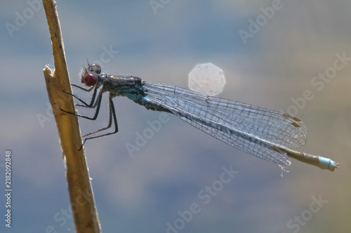 Erythromma najas, large pomegranate eye, red-eyed damselfly, damselflies, dragonflies, insects, dragonflies, odonata, zygoptera
