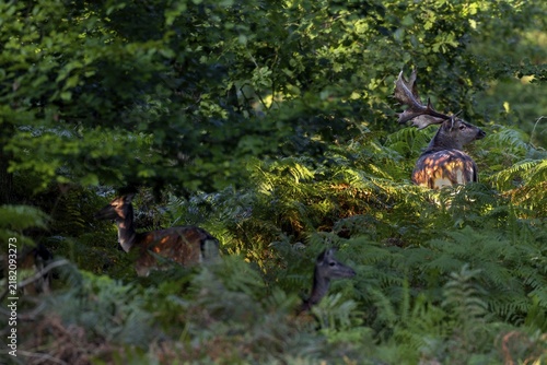 At the end of September, mature fallow deer (Dama dama) seek contact with the fallow deer, the expectation and excitement of the photographer increases, especially when one encounters such a deer, Germany