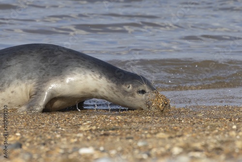 Common seal (Phoca vitulina) adult animal burying its head into the shingle on a beach, Norfolk, England, United Kingdom