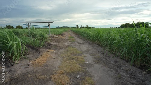 Sugarcane plantation fields or cane farm with solar cell energy panels to green leaves by fertile soil and rain clouds for agriculture sugar cane with biofuel gasoline fuel and wind blowing sound