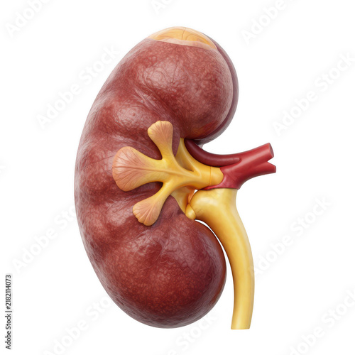 Anatomical model of a human kidney on a white background with kidney anatomy
