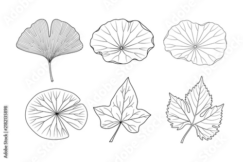 Set of ginkgo and lotus leaf line art vector illustration, outline botanical collection