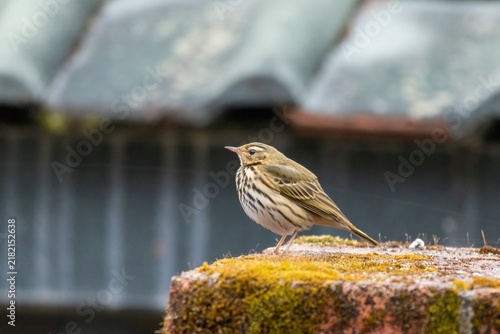 An olive-backed pipit perches alertly on a mossy, weathered stone surface, showing fine streaking across its breast. Soft olive tones cover its upperparts while a blurred roof rests in the backdrop.