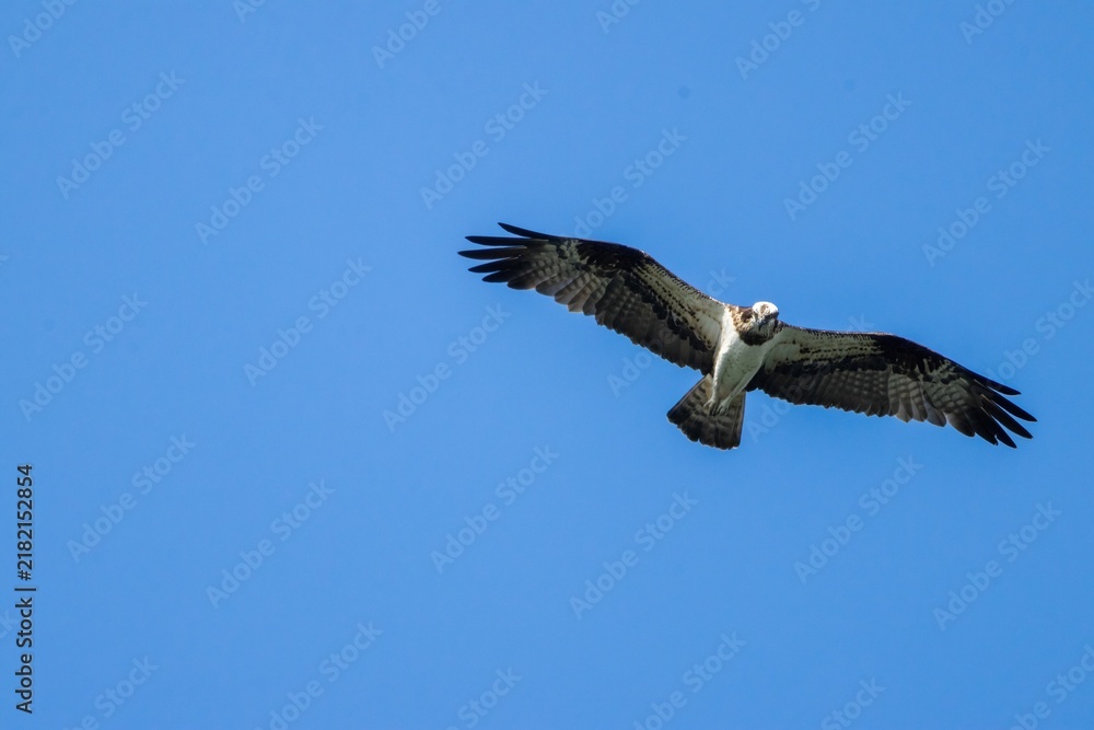 Fototapeta premium An osprey soars effortlessly across a clear blue sky, extending its broad dark wings wide. Its bright white underbelly and sharp brown mask contrast strikingly against the open air.