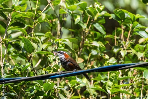 Konstfotografi A Taiwan scimitar babbler perches steadily on a dark wire, carrying prey in its curved bill