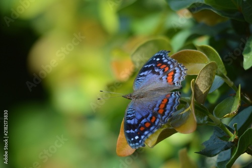 фотографія Macro shot of a Gaudy Commodore butterfly perched on green garden leaves