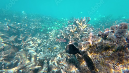 Tropical Fish Swimming Over Coral Reef, Ningaloo Reef Australia, 4K Underwater