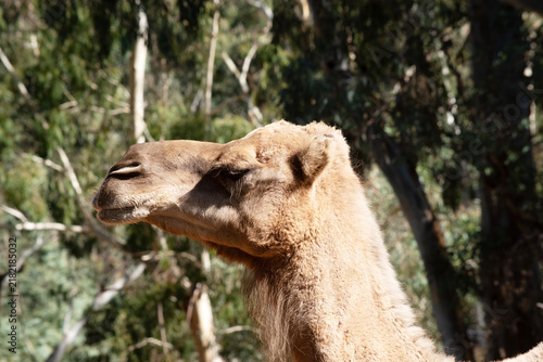 фотографія this is a close up of a camel