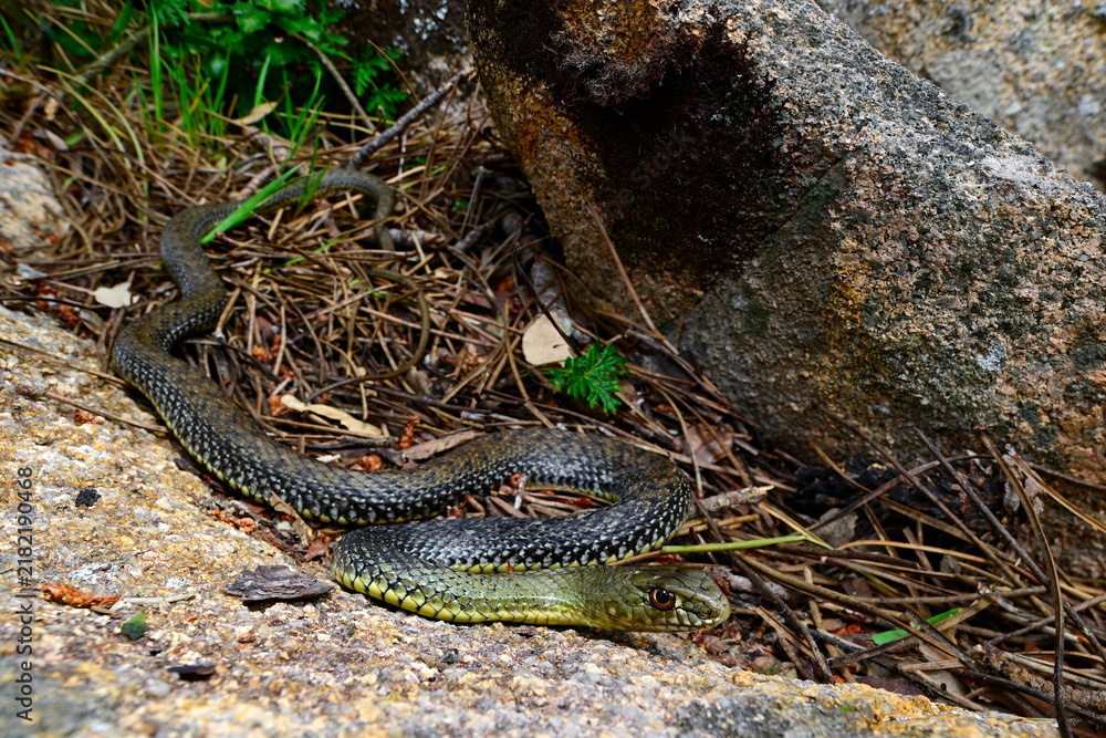 Obraz premium Montpellier snake // Westliche Eidechsennatter (Malpolon monspessulanus) - Portugal 